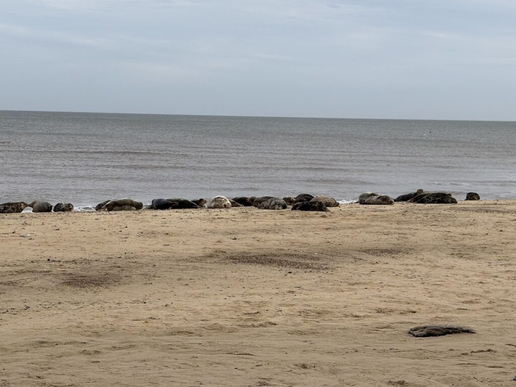 A sandy beach with scattered rocks near the shoreline, perfect for seal watching in Norfolk, England. The sea is calm with gentle waves under a cloudy sky, and a few small pebbles are visible on the sand.