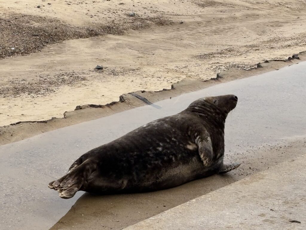 A seal lies on a sandy beach next to a shallow water channel in Norfolk, England. The seals body is elongated, with its head raised slightly. The mostly empty beach has a rocky texture in the background—a perfect spot to see seals in Norfolk.