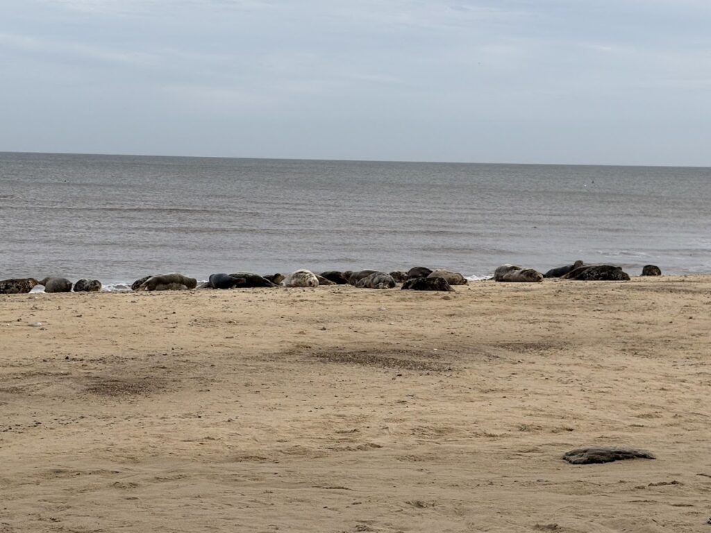Norfolk Seals A sandy beach with scattered rocks near the shoreline, perfect for seal watching in Norfolk, England. The sea is calm with gentle waves under a cloudy sky, and a few small pebbles are visible on the sand.