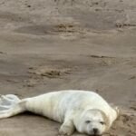 A young seal with white fur lies on a sandy beach in Norfolk, England—often considered the best place to see seals—resting with its head and flippers on the smooth, light brown sand.