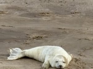 A young seal with white fur lies on a sandy beach in Norfolk, England—often considered the best place to see seals—resting with its head and flippers on the smooth, light brown sand.