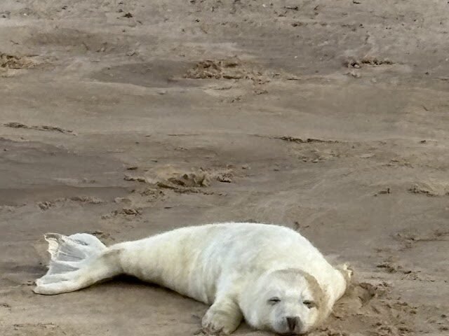 Best Place to See Seals in Norfolk, England