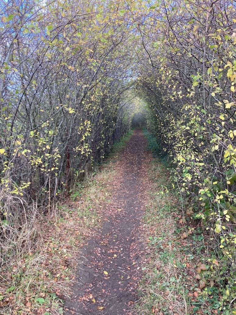 A narrow dirt path winds through a tunnel of arching trees with yellowing leaves, some fallen on the ground, creating a natural canopy over the walkway in an autumn landscape.