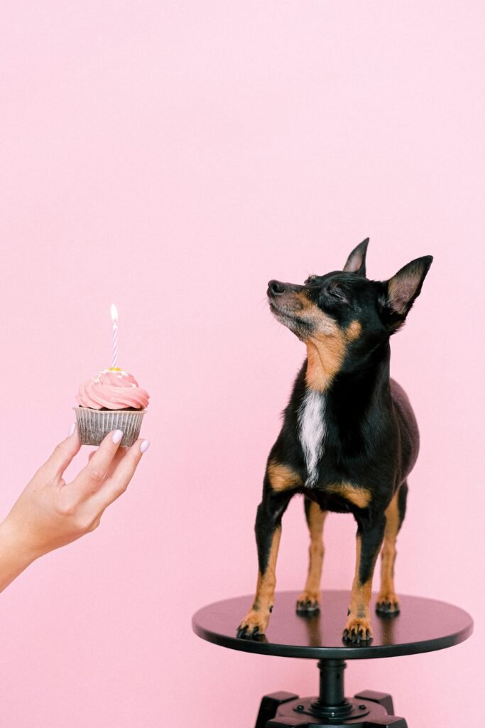Miniature pinscher on platform with cupcake candle, pink background.