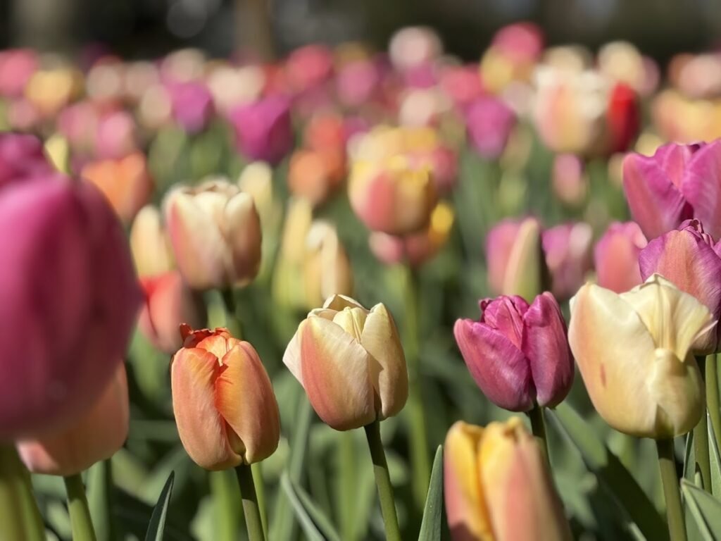 Vibrant pastel colored tulips form rows of flowers at one of the best tulip farms in the Netherlands .