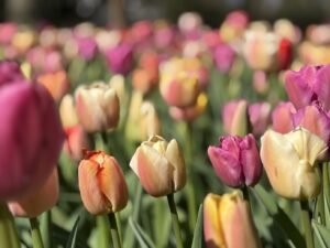 Vibrant pastel colored tulips form rows of flowers at one of the best tulip farms in the Netherlands .