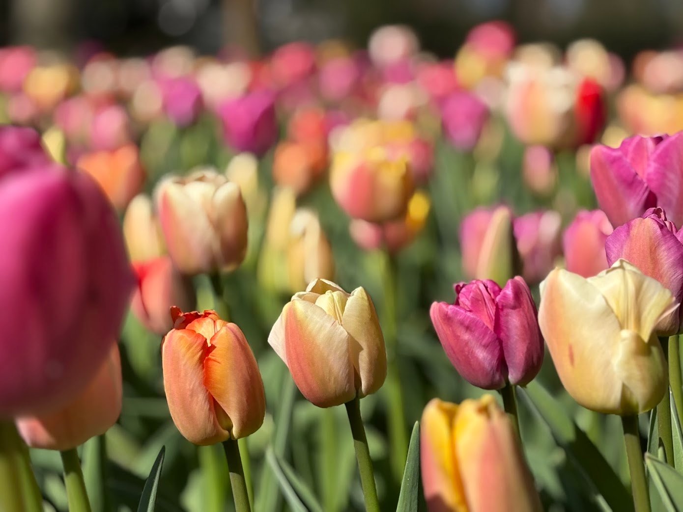 Vibrant pastel colored tulips form rows of flowers at one of the best tulip farms in the Netherlands .