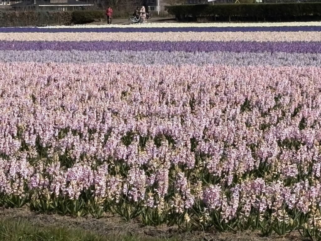 Rows of spring flowers found at tulip farms in The Netherlands