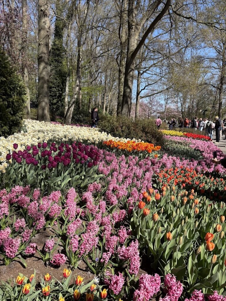 Photo of Keukenhof, a show garden rather than a tulip farm.