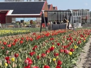 One of the best tulip farms to visit in The Netherlands is The Tulip Barn.