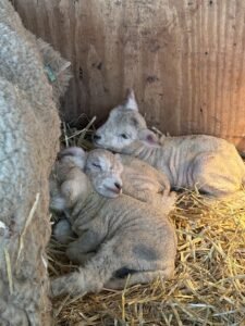 Baby lamb at Schapenboerderij Texel during spring lamb season