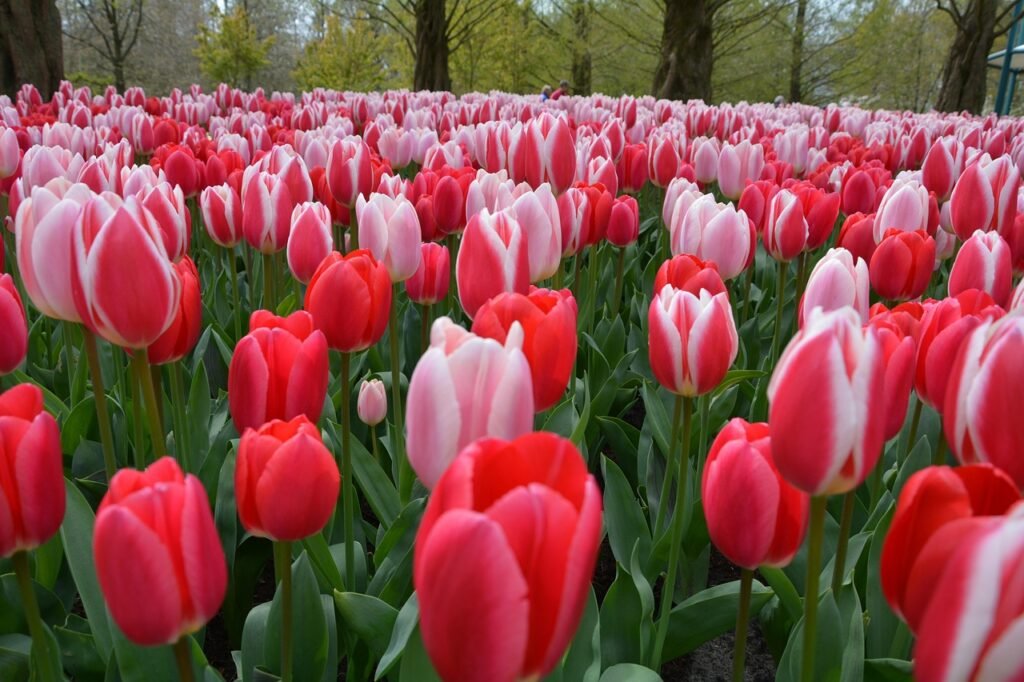 Tulips blooming in Keukenhof Gardens in the Netherlands in Spring