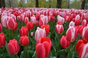 keukenhof, amsterdam, lisse, keukenhof, keukenhof, keukenhof, keukenhof, keukenhof