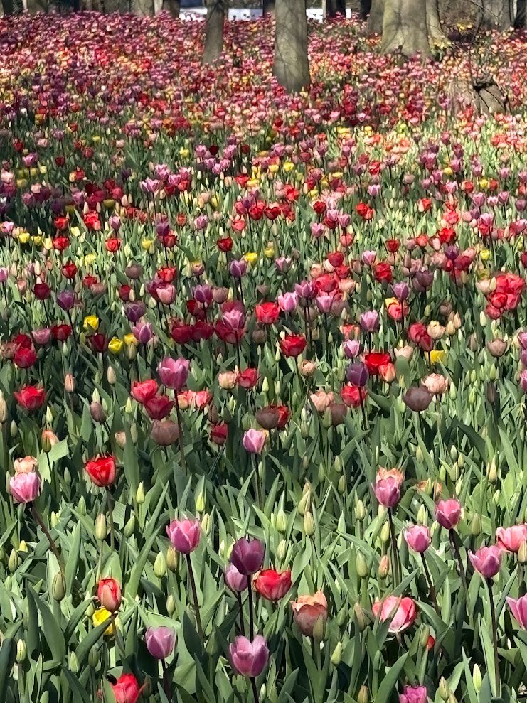 Colorful tulip field in bloom at Floralia Brussels, a perfect alternative to Keukenhof.