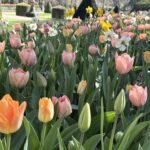 Colorful tulips in a garden