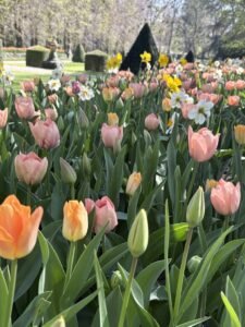 Colorful tulips in a garden whenb you visit Floralia Brussels, Belgium