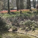 Colorful tulip garden near water