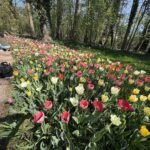 Colorful tulips blooming in garden