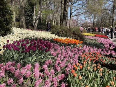 Photo of Keukenhof, a show garden rather than a tulip farm.