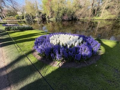 Artistic arrangement of flowers at the Keukenhof Gardens